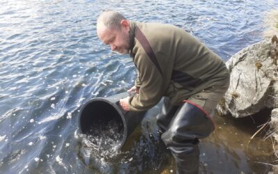 Zarybnenie Pstruhom potočným